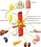 of the <b>celiac plexus</b>.