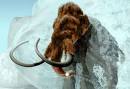 Woolly Mammoth Pictures