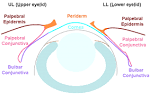 palpebral <b>conjunctiva</b>,