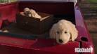 WATCH: GoDaddy Parodies Super Bowl Puppy Commercials with New Ad.