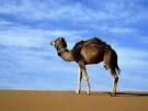 camel pronunciation