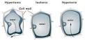 Biosimplicity.com | Learn secondary biology like you've never done ...