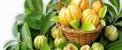 <b>Garcinia Cambogia</b> Extract