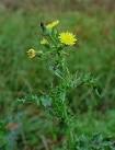 <b>Sonchus</b> asper plant