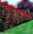 I didn't discover <b>photinia</b>