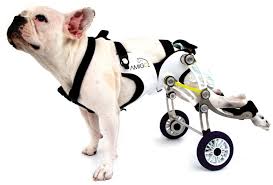 nir shalom: amigo dog wheelchair - amigo01