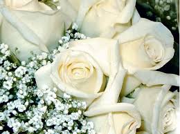 سجل حضورك بأجمل الورود والزهور Images?q=tbn:ANd9GcQwluzRfNpQ00WwqBLF_DV52apfI9UrsTM4xRL75AZK9lU4EQjlAA