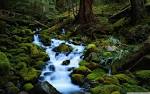 forest streams wallpaper - www.