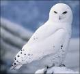 SNOWY OWL Pictures, great pictures of SNOWY OWLs in the wild