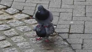 Les pigeons,nos moineaux et Cie,la guerre des oiseaux Images?q=tbn:ANd9GcQxC9_PtUxyXF833lvNQJyYWLf9zu39lP3PMa6vYH3SH_rqqPCICw
