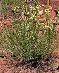 Image result for Astragalus lonchocarpus