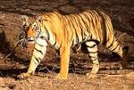 File:Tiger in Ranthambhore.jpg - Wikimedia Commons