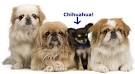 Pekingese dog breed