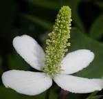<b>Saururaceae</b> Houttuynia cordata