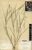 Image result for "Eragrostis zeylanica"