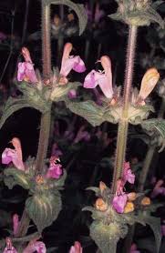 Image result for "Salvia hirsuta"