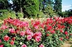 Visit Historic Rose Gardens