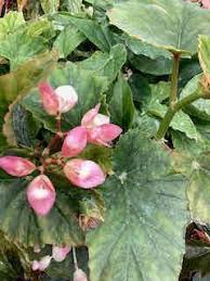 Image result for Begonia Curly Carnot
  ( Curly Carnot Begonia )