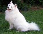 File:American Eskimo Dog.jpg - Wikipedia, the free encyclopedia