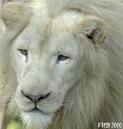 WHITE LION Pictures and Images
