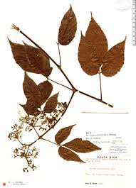 Image result for Cissus serrulatifolia