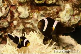Image result for Yellowbelly Saddleback clownfish