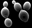 06.02.2008 - Personal genomes may lead to personalized vitamin ...