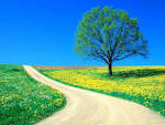 beautiful SPRING Day on a country road - SPRING Photo (13476165.