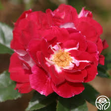 Image result for Rosa
  ( Old Master Rose )