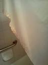 Pink mildew on shower curtain, mildew on shower tile in Rm #319 ...