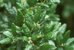 <b>Monimiaceae</b> Peumus boldus