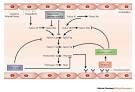 The tissue <b>factor</b>–<b>Factor VIIa</b>