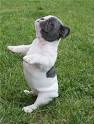 Frenchie Fever - A French Bulldog photo blog