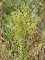 <b>Artemisia annua</b> Qing Hao