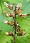 <b>Pedicularis</b> canadensis post