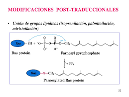 Image result for Isoprenilación
