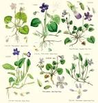 <b>Violaceae</b> Batsch.