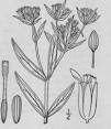 1 <b>Flaveria</b> Campestris Johnston