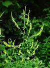 <b>Melilotus</b> officinalis plant
