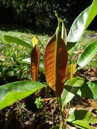 Image result for Lithocarpus silvicolarum