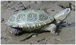 File:Malaclemys terrapin - journal.pone.0027373.g003.png.