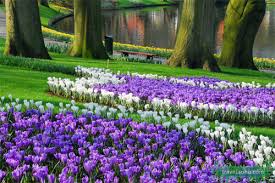 Vườn hoa Tulip tuyệt đẹp  Images?q=tbn:ANd9GcRAks5bzLcBn68GIuUYl5tP5KjibIwzWDJ6O9UEVcHn1y_aV0zg