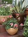 Potted Plant Ideas - Gardening Potted Plants - Good Housekeeping