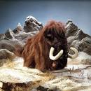 WOOLLY MAMMOTH Pictures