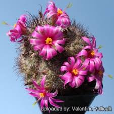 Résultat de recherche d'images pour ""Mammillaria inaiae""