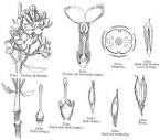 <b>Oleaceae</b> Hoffmgg. & Link