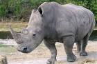 وحيد القرن pronunciation