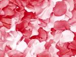 Dead Petals « Taryn Maxximillian Dafoe