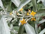 <b>Elaeagnaceae</b> Elaeagnus
