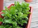 If You Grow Just One Thing This Spring... Plant ARUGULA ...